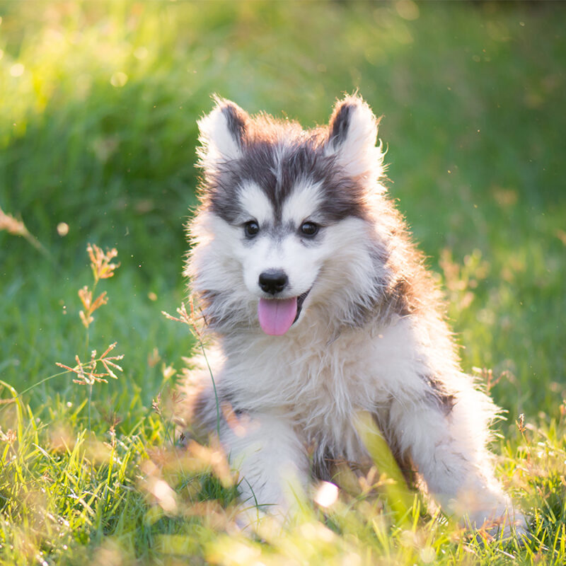 Cute,Siberian,Husky,Puppy,On,Grass Cute siberian husky puppy on grass