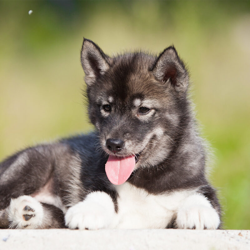 Husky,Puppy,That,Looks,Like,A,Wolf Husky puppy that looks like a wolf