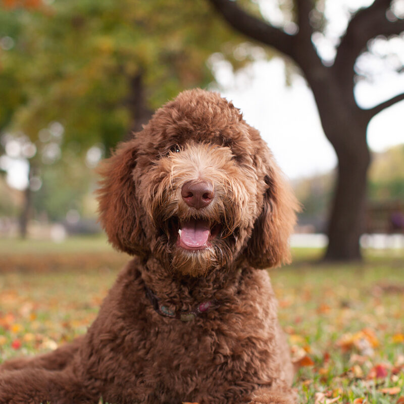 Labradoodle Texas 1 Labradoodle Texas 1