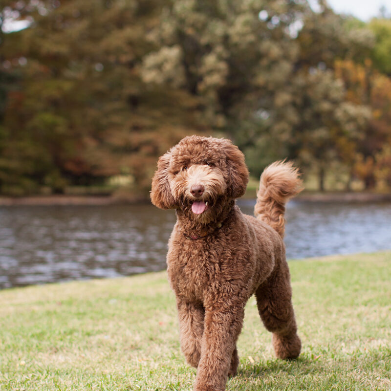 Labradoodle Texas 2 Labradoodle Texas 2