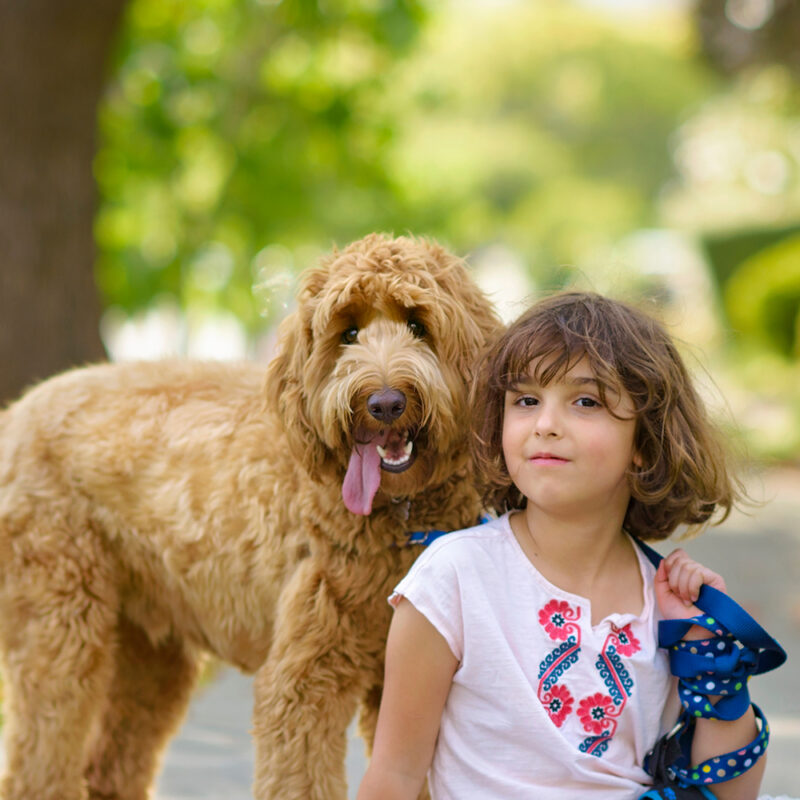 Labradoodle Texas 3 Labradoodle Texas 3