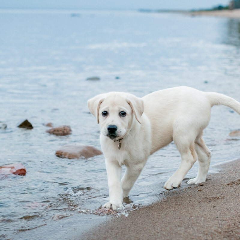 A,Cute,Labrador,Retriever,Puppy,Explores,The,Shore,Of,A A cute Labrador Retriever puppy explores the shore of a tranquil beach, perfect for summer vacations and nature lovers