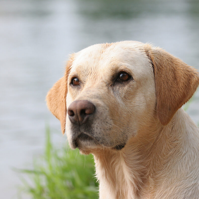 Labrador,Retriever,Portrait,,Wet,Coat labrador retriever portrait, wet coat