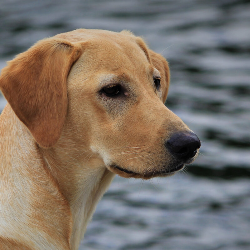 Yellow,Labrador,Retriever,Close,Up yellow labrador retriever close up