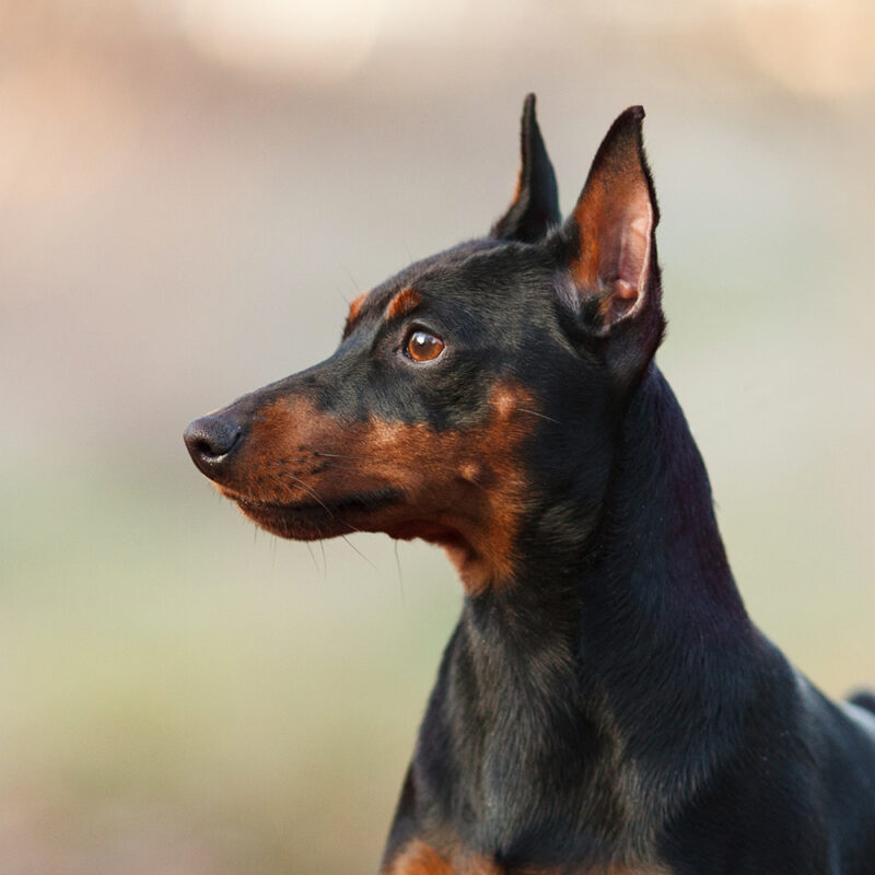 Miniature Pinscher Florida 1 Miniature Pinscher Florida 1