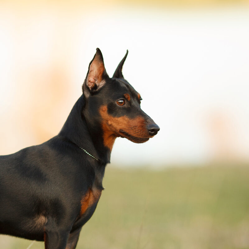 Miniature Pinscher Florida 2 Miniature Pinscher Florida 2