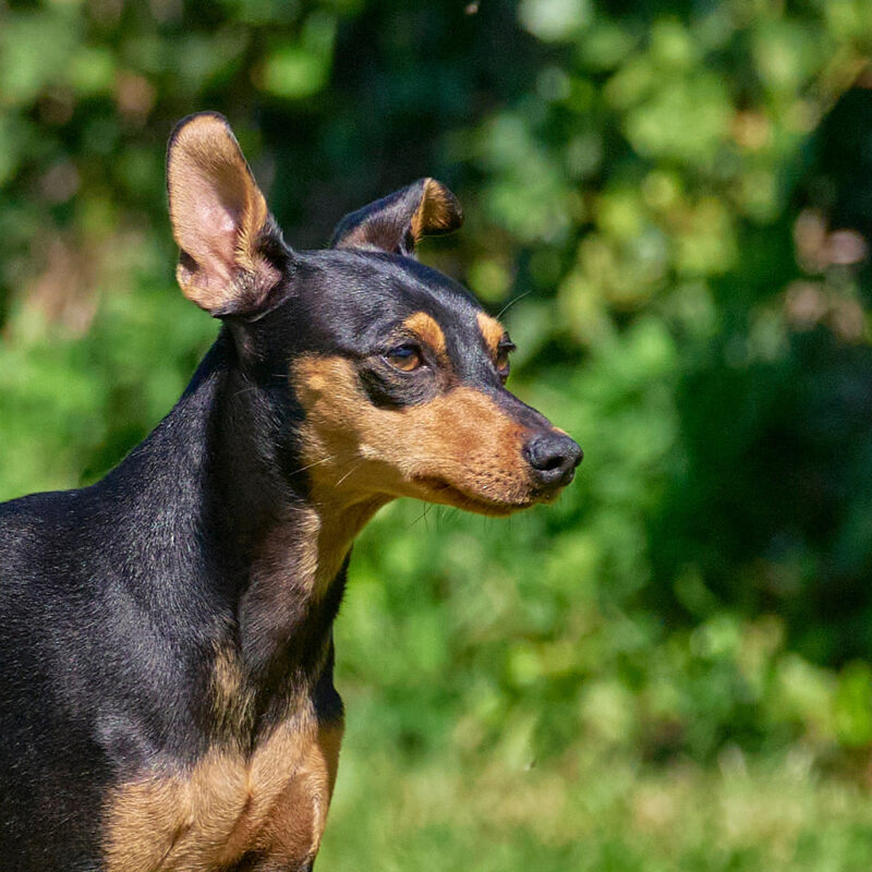 Miniature Pinscher Florida 3 Miniature Pinscher Florida 3