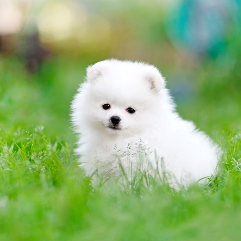 Portrait,Of,A,White,Pomeranian,Puppy,Sitting,On,The,Grass Portrait of a white Pomeranian puppy sitting on the grass and looking at the camera