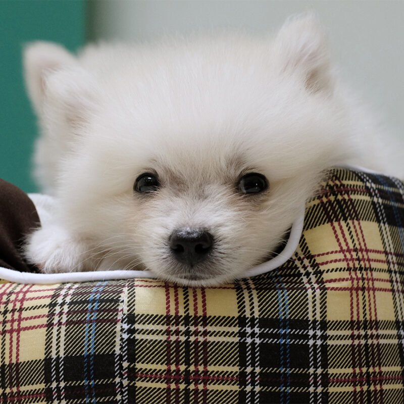 Pomeranian,Puppy,On,Bed Pomeranian puppy on bed