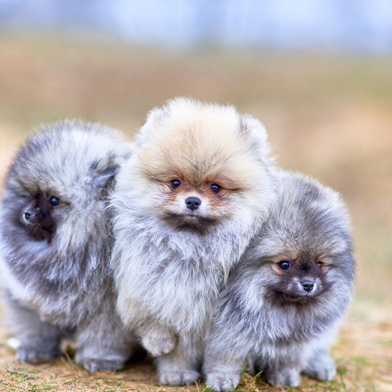 Small,Pomeranian,Puppies,Frolic,In,The,Meadow Small Pomeranian puppies frolic in the meadow