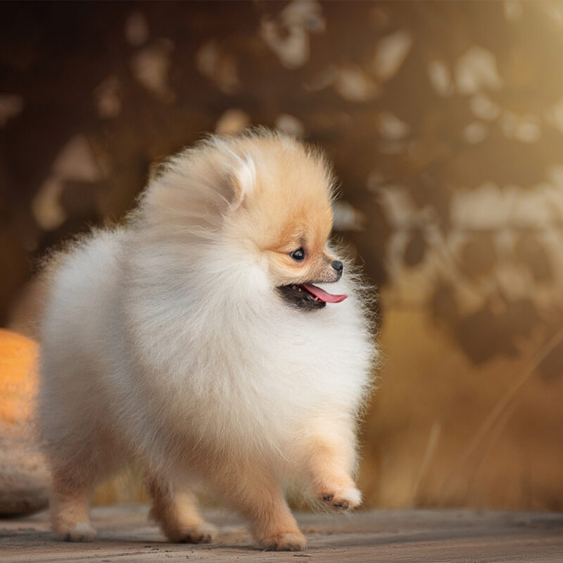 Very,Cute,Pomeranian,Puppy,Sunny,Cute,Photo,Of,Puppy,On very cute Pomeranian puppy sunny cute photo of puppy on the first walk in the park