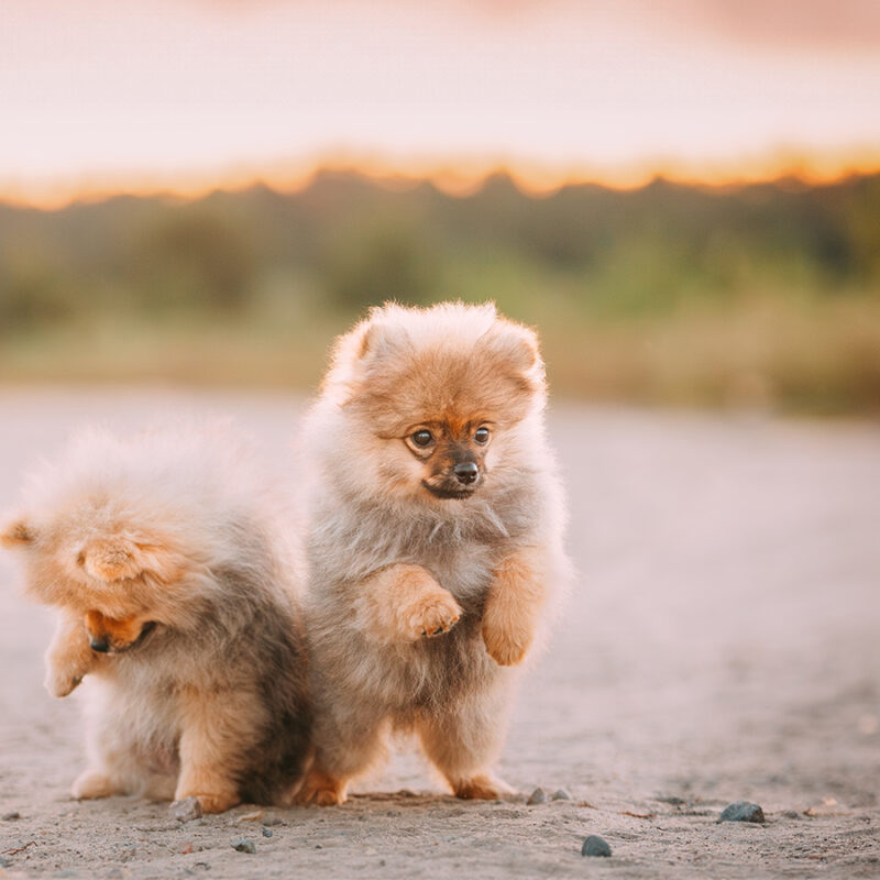Two,Young,Happy,Playful,Puppies,Pomeranian,Spitz,Dog,Play,Together Two Young Happy Playful Puppies Pomeranian Spitz Dog Play Together Outdoor In Sandy Countryside Road.