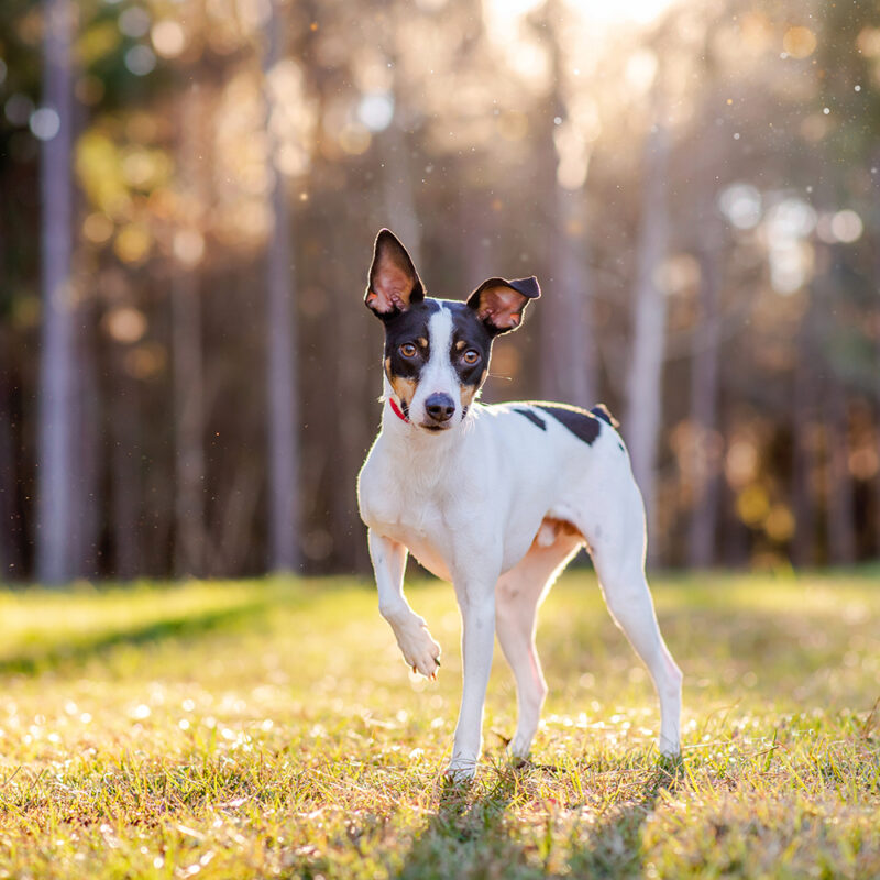 Rat Terrier Main 1 Rat Terrier Main 1