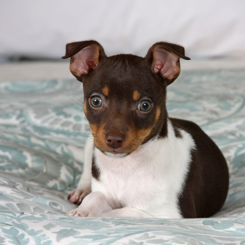 Rat Terrier Main 3 Rat Terrier Main 3