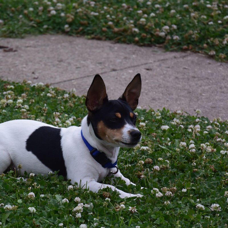 Rat Terrier Main 4 Rat Terrier Main 4