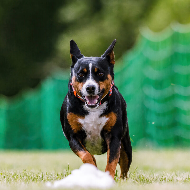 Rat Terrier Main 5 Rat Terrier Main 5