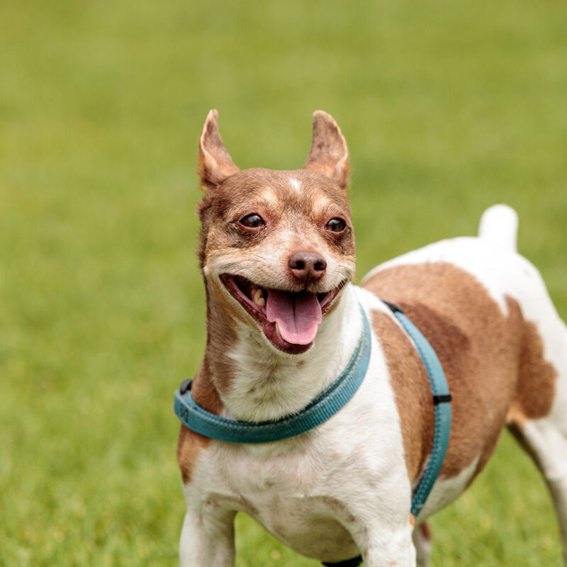 Rat Terrier Main 6 Rat Terrier Main 6