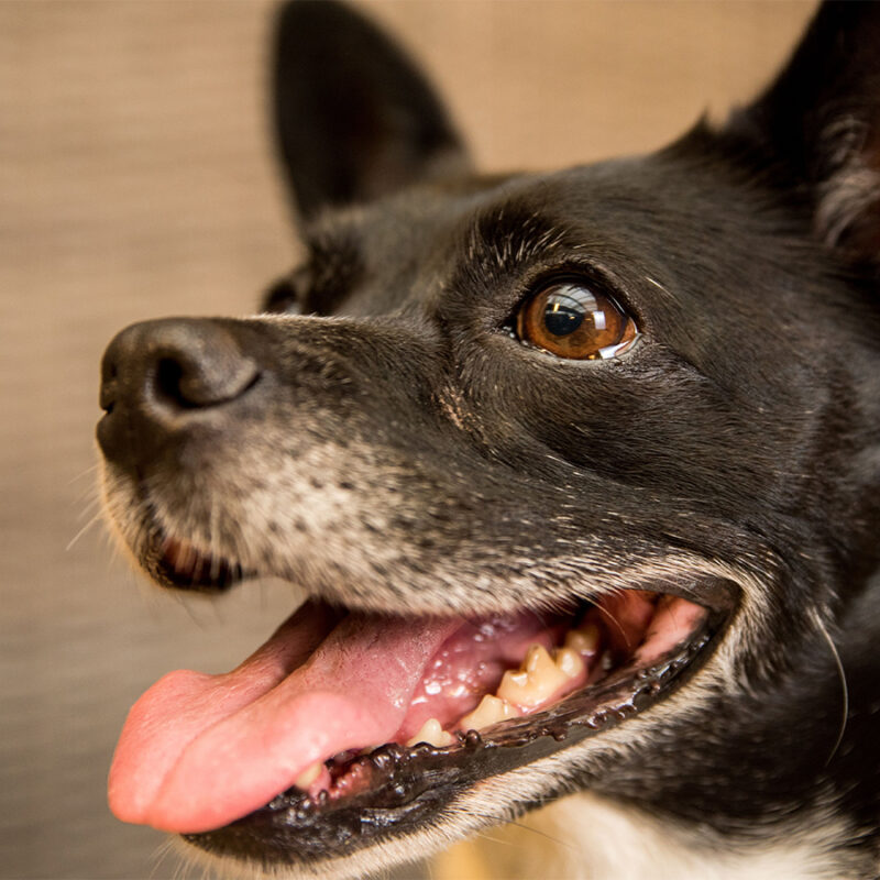 A portrait of a rat terrier puppy looking aside with an open mouth