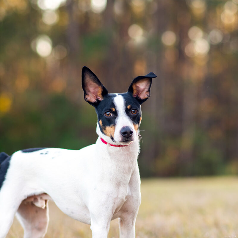 Rat Terrier in a clearing in the woods at sunset. Dog is standing on grass in the sun with trees in the background. Rat terrier portrait at the park.