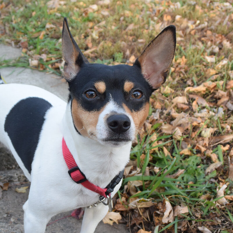 Teddy Roosevelt Rat Terrier Male puppy on Sidewalk steps in Autumn