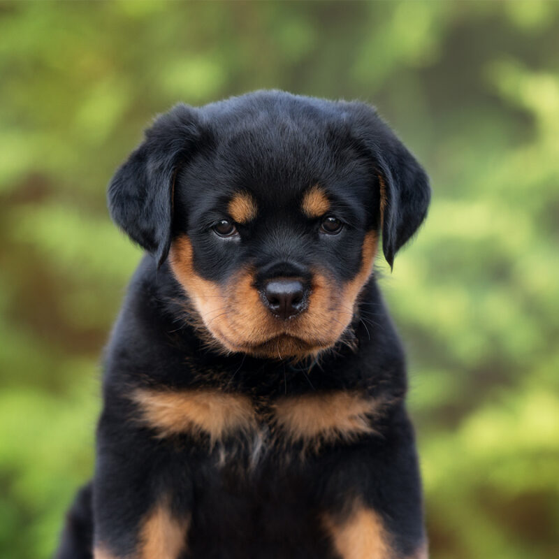 rottweiler puppy sitting outdoors