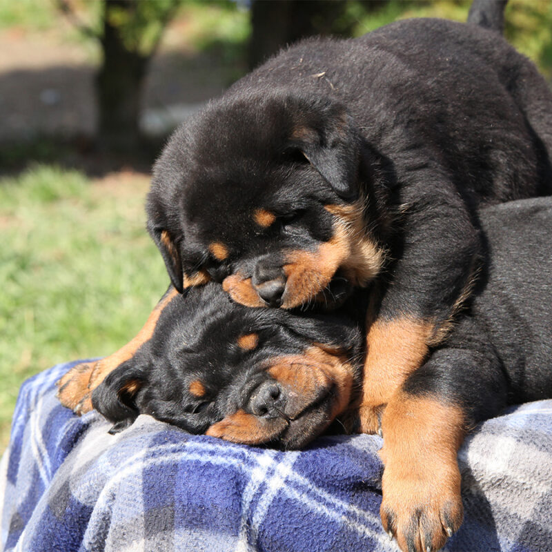Lovely Rottweiler Puppy