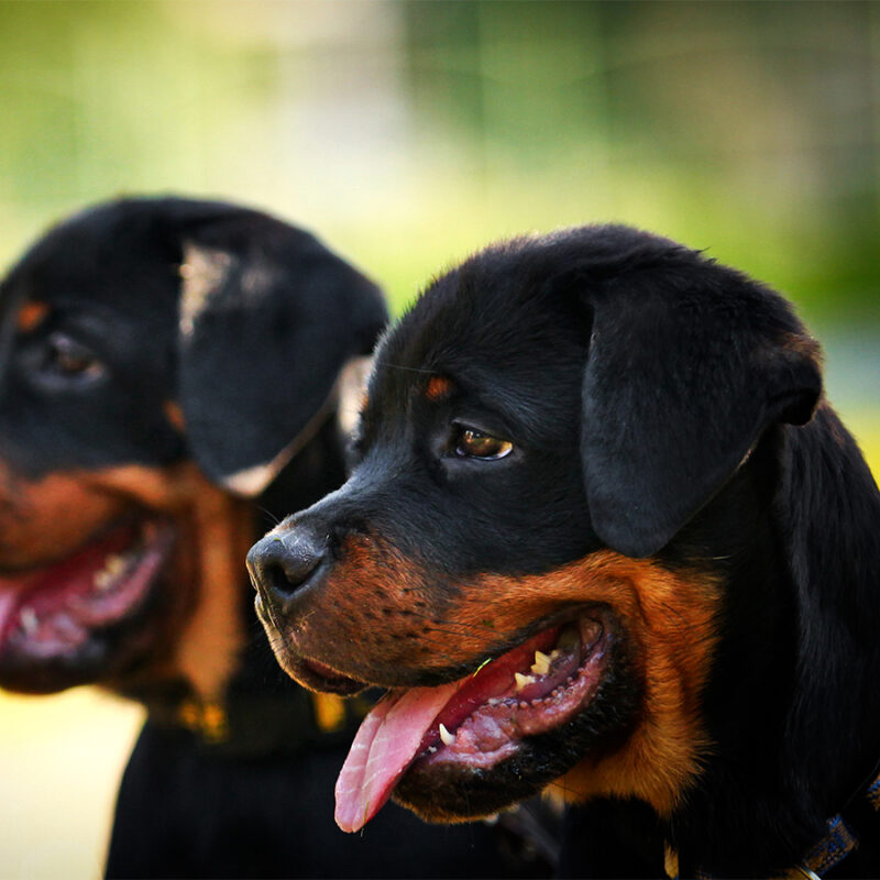 Rottweiler puppy dog autumn