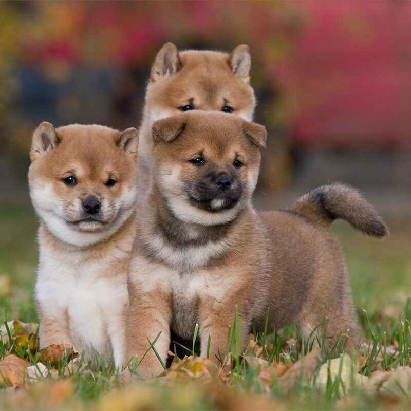Three,Nice,Puppies,-,Shiba-inu Three nice puppies - shiba-inu