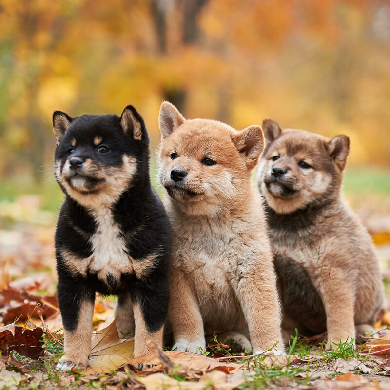 Three,Cute,Shiba,Inu,Puppies,Are,Sitting,With,Autumn,Foliage Three cute shiba inu puppies are sitting with autumn foliage