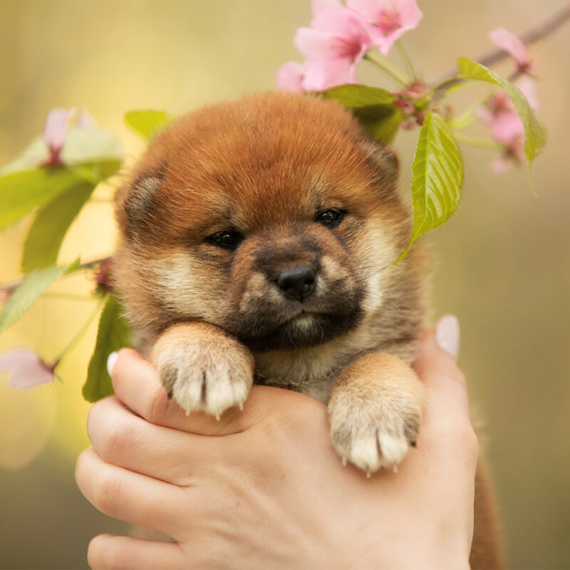 Portrait,Of,Cute,Little,Shiba,Inu,Puppy,In,The,Hands Portrait of cute little shiba inu puppy in the hands of the owner on cherry blossom's background in the morning. Sakura flowers. Hanami