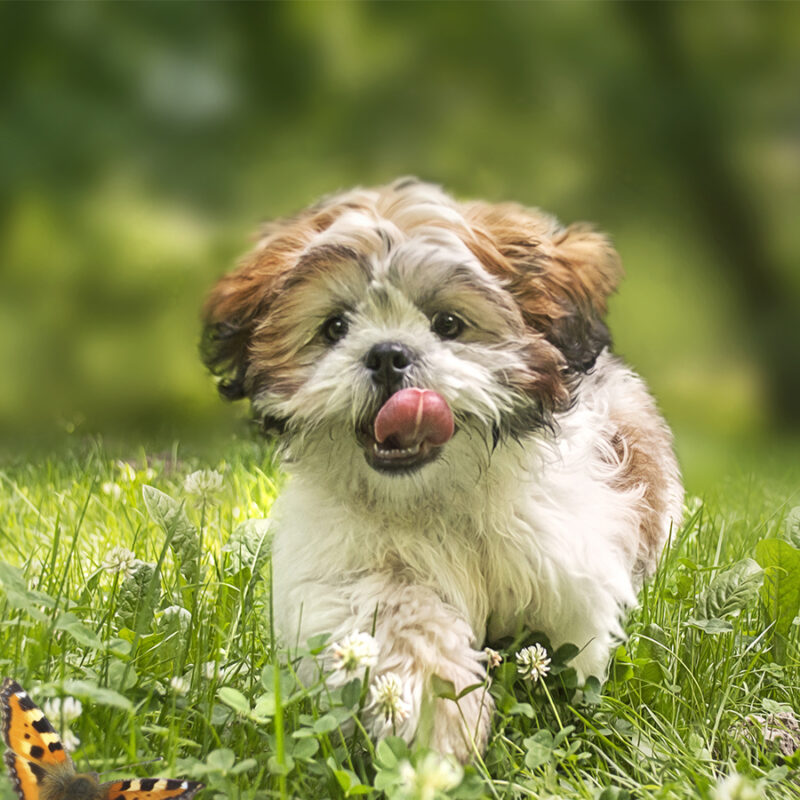 Cheerful,Shih-tzu,Puppy,Running,Across,The,Meadow.,With,Soft,Painting Cheerful shih-tzu puppy running across the meadow. With soft painting effect.