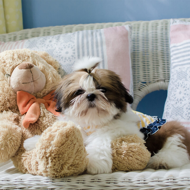 The,Cute,Puppy,Shih-tzu,While,Sitting,With,Doll The cute puppy shih-tzu while sitting with doll