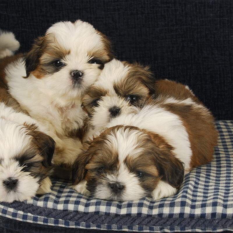 Litter,Of,Puppies,-,Four,Shih,Tzu,Puppies,Laying,On litter of puppies - four shih tzu puppies laying on dog bed