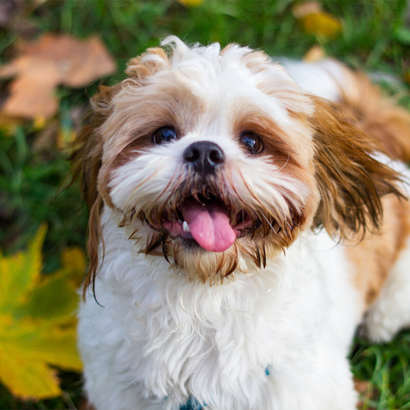 Cute,Shitzu,Puppy,In,The,Park Cute Shitzu puppy in the park