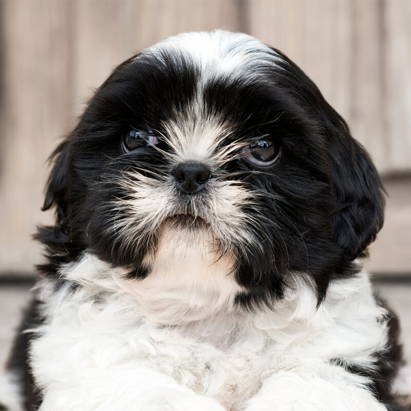 Little,Shih,Tzu,Dog,Sitting,On,The,Floor Little Shih Tzu dog sitting on the floor