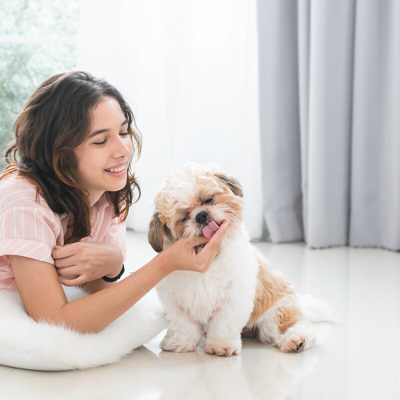 Caucasian,Teenage,Girl,Playing,With,Shih,Tzu,Puppy,Dog,At Caucasian teenage girl playing with shih tzu puppy dog at home with love. Young beautiful woman lying on floor, feeding food to little fluffy dog pet while using laptop. Small dog licking owner hand