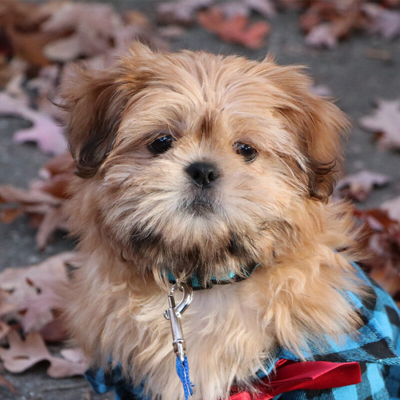 A Cute Shih Tzu Puppy
