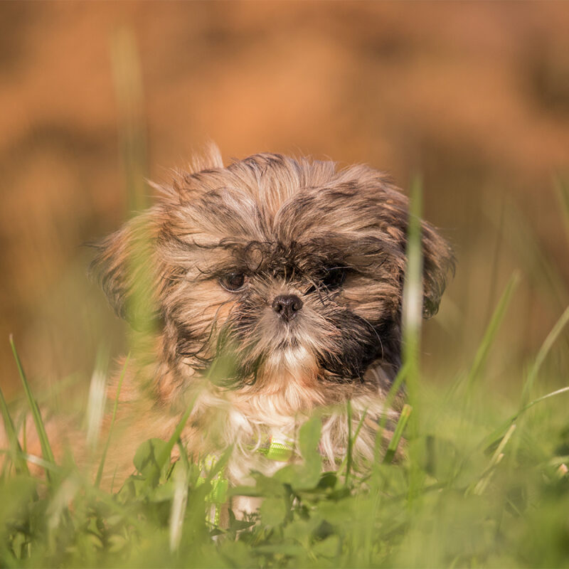 Portrait of a Shih Tzu puppy sitting in a meadow