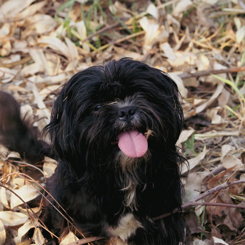 Cute black shih tzu dog walking in the forest