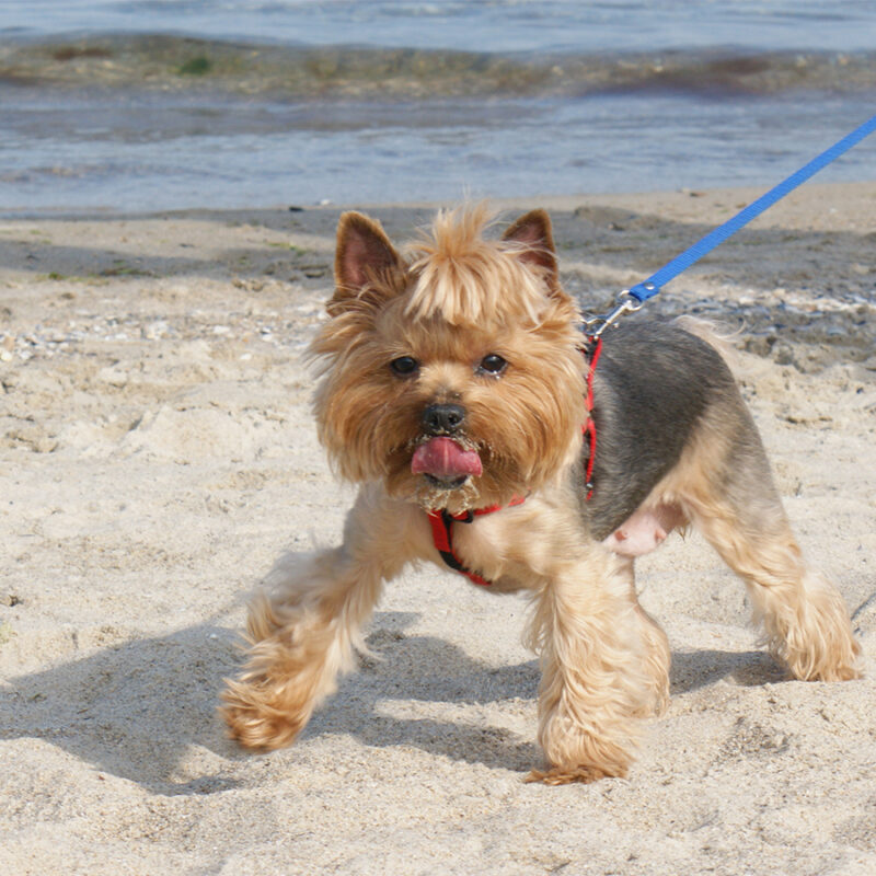 Dog on the sea