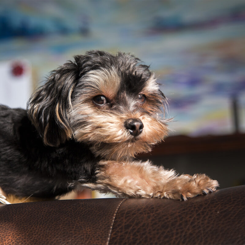 Shorkie Puppy