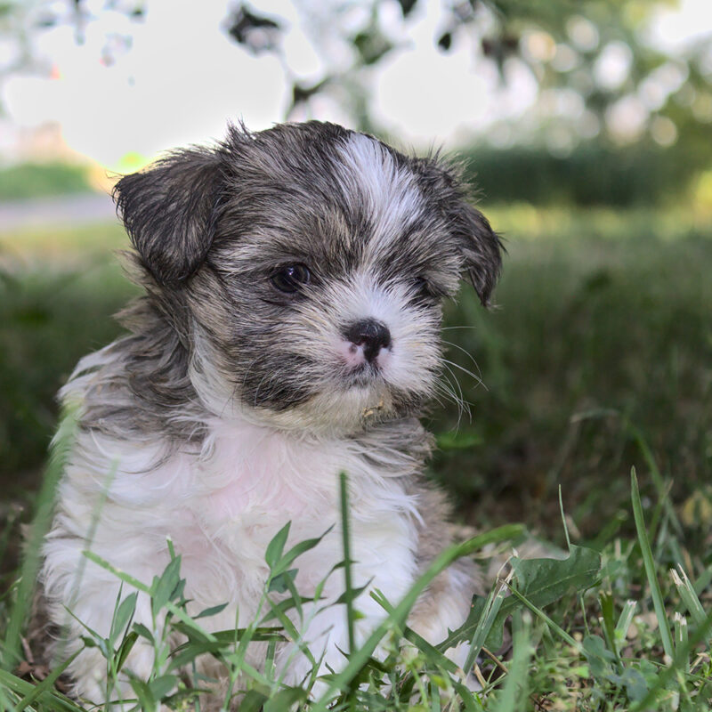 Shorkie Main 2 Shorkie Main 2