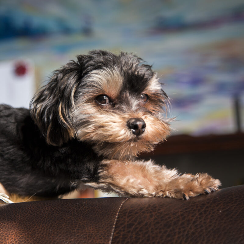 Shorkie Main 3 Shorkie Main 3
