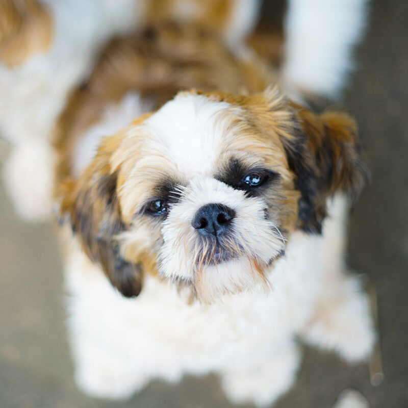 Shorkie Main 4 Shorkie Main 4