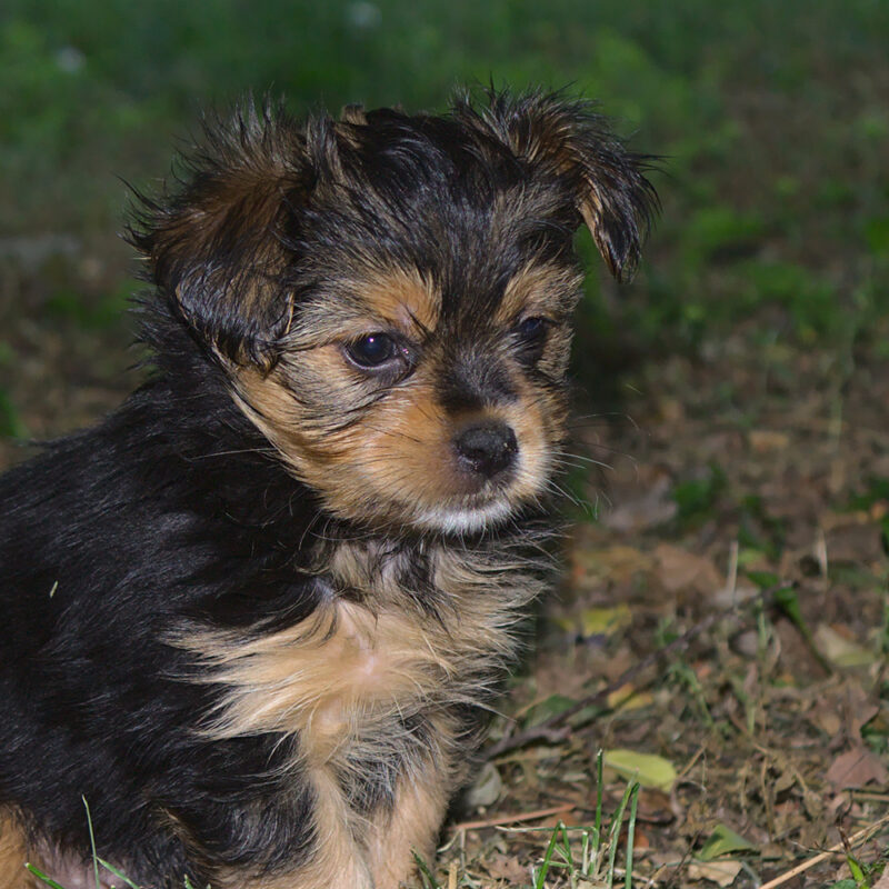 Shorkie Main 5 Shorkie Main 5