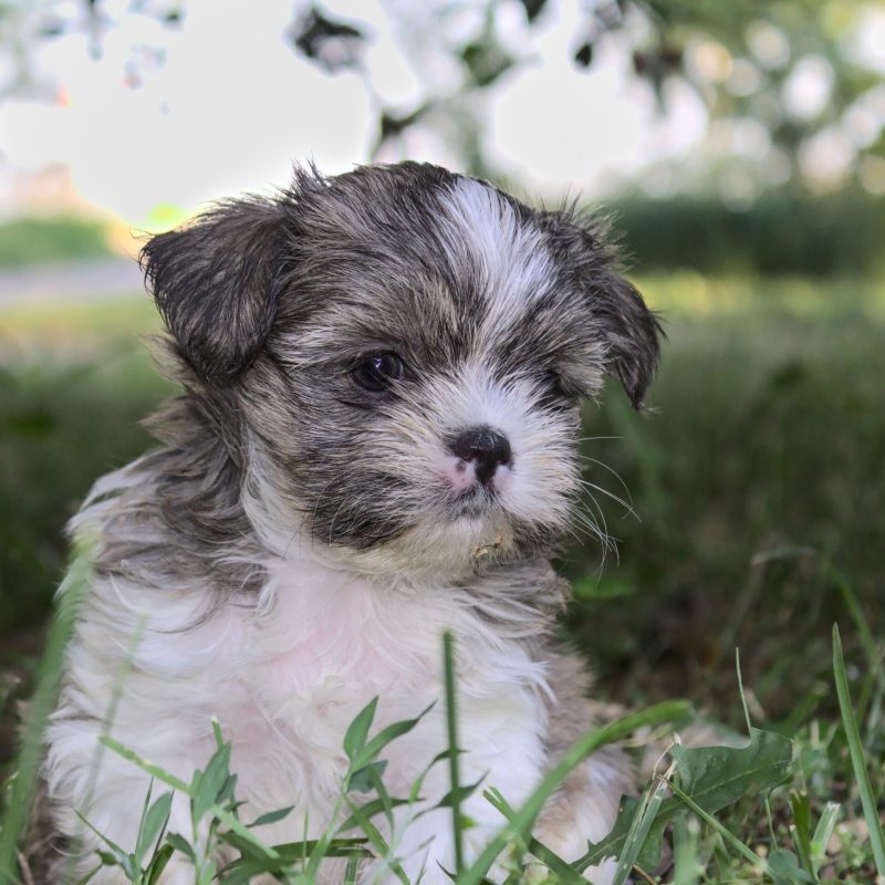 Shorkie Texas 2