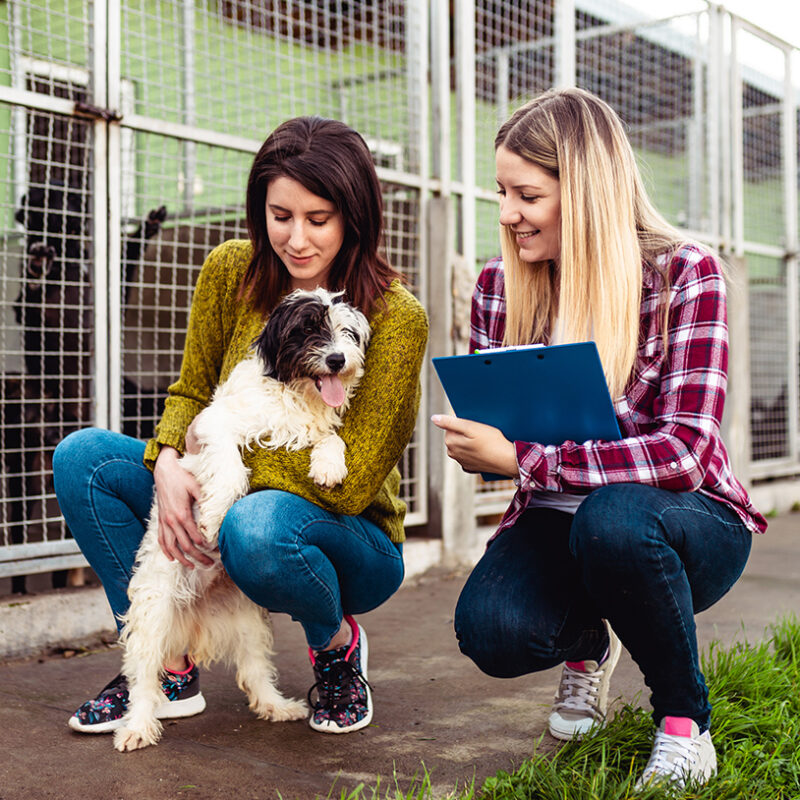 Young woman with worker choosing which dog to adopt from a shelter.