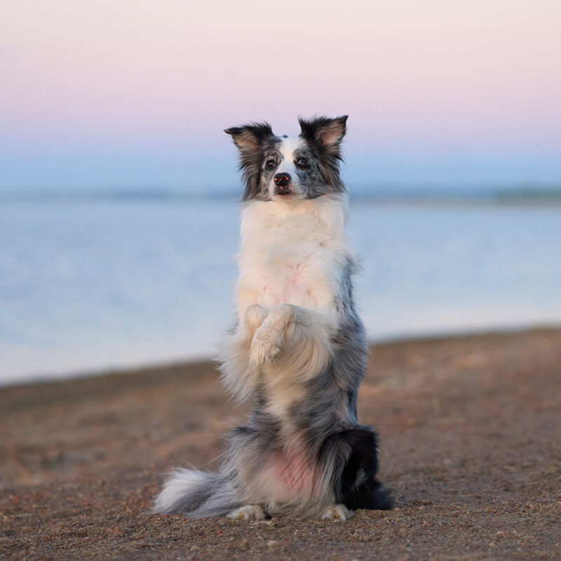 border collie standing on California beach border collie standing on California beach