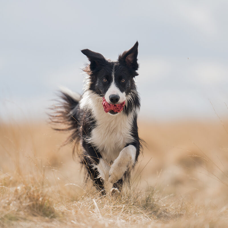 border collie running with toy in mouth border collie running with toy in mouth