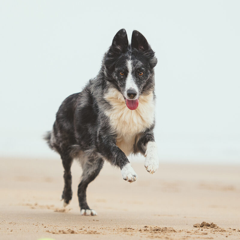 happy border collie running on California beach happy border collie running on California beach